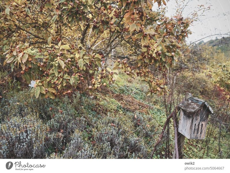 Tiny House Futterhäuschen Futterplatz Herbst Baum Herbstfärbung Zweige u. Äste Außenaufnahme Farbfoto Menschenleer Schwache Tiefenschärfe Vergänglichkeit