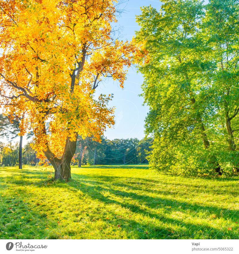 Gelber Herbstbaum auf grüner Wiese Baum Feld Wald gelb Gras fallen Landschaft Natur schön Schönheit Farbe Pflanze farbenfroh golden Ahorn orange rot Umwelt