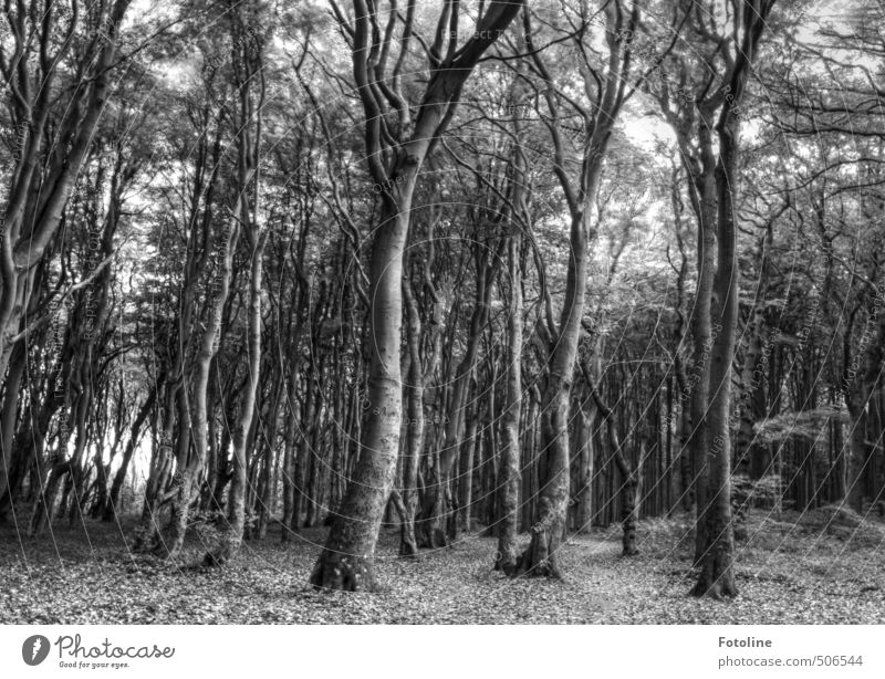 Nicht nur schwarz/weiß Umwelt Natur Landschaft Pflanze Baum Wildpflanze Wald grau geheimnisvoll dunkel Gespensterwald spukhaft HDR Schwarzweißfoto Außenaufnahme