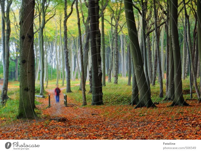Gespensterwald mit Geist Mensch Umwelt Natur Landschaft Pflanze Urelemente Erde Herbst Baum Blatt Wald hell natürlich grün rot Geister u. Gespenster Buchenwald