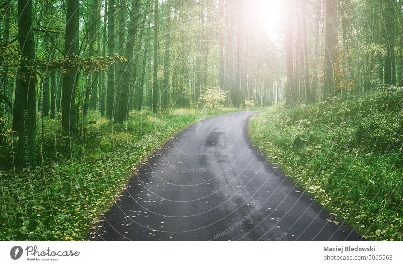 Asphaltierte Straße in einem Wald, mit Farbtonung. Ausflug reisen Natur Abenteuer grün Baum getönt Einfluss Landschaft niemand Sonne Weg Freiheit