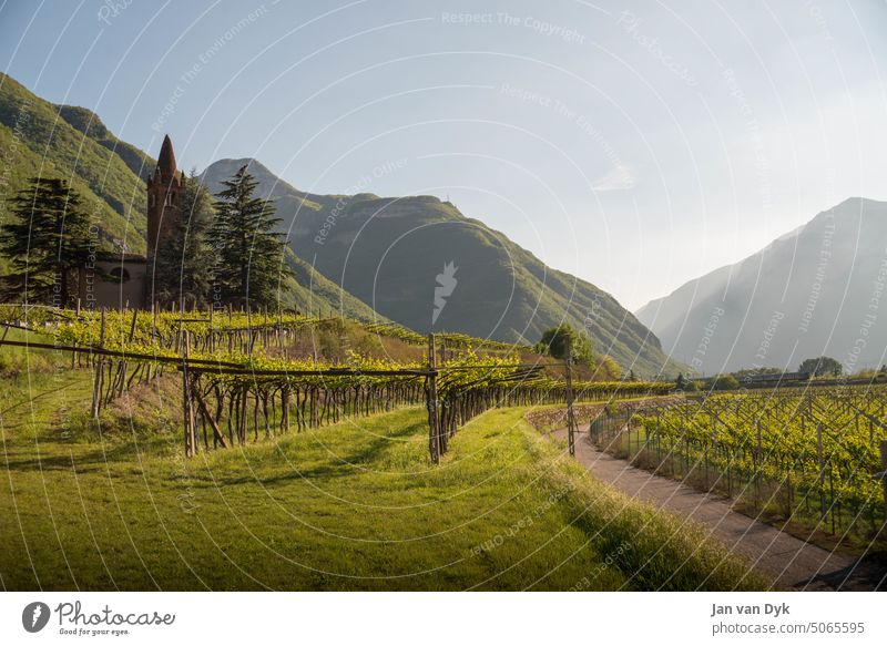 Im Weinberg von Südtirol Meran Eisenbahn Zug Kapelle Landwirtschaft Morgen Nebel Lifestyle Reise Landschaft Urlaub Farb Weinbau Tourismus Sommer