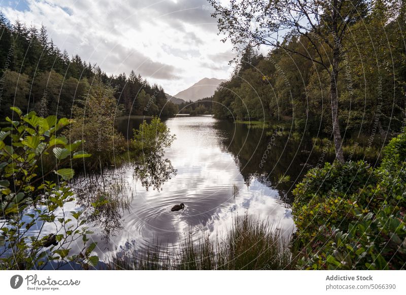 Ruhiger See in der Nähe eines üppigen Waldes Berge u. Gebirge Sonnenaufgang Morgen Ente Windstille üppig (Wuchs) Baum wolkig Glencoe-Lochan Schottland