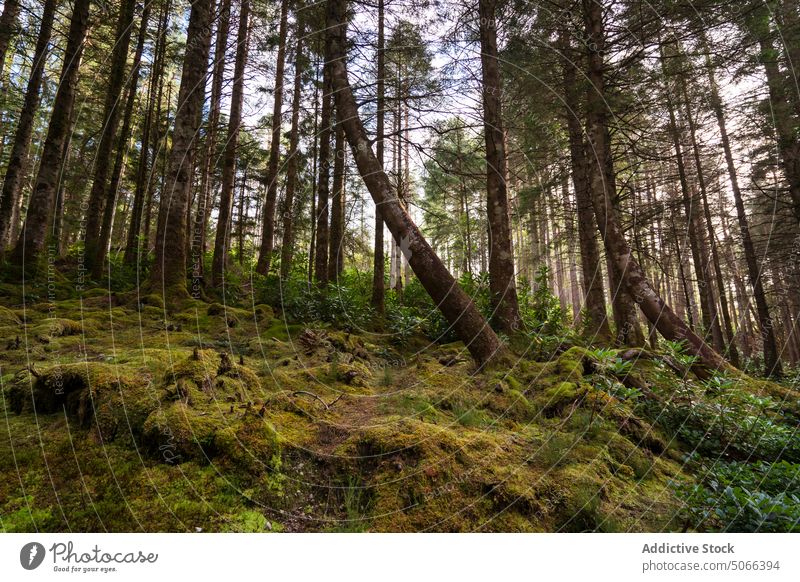 Nadelbäume auf moosbewachsenem Hang Wald Baum nadelhaltig Berghang Moos Kiefer Sommer hoch Saison grün Schottland Großbritannien vereinigtes königreich