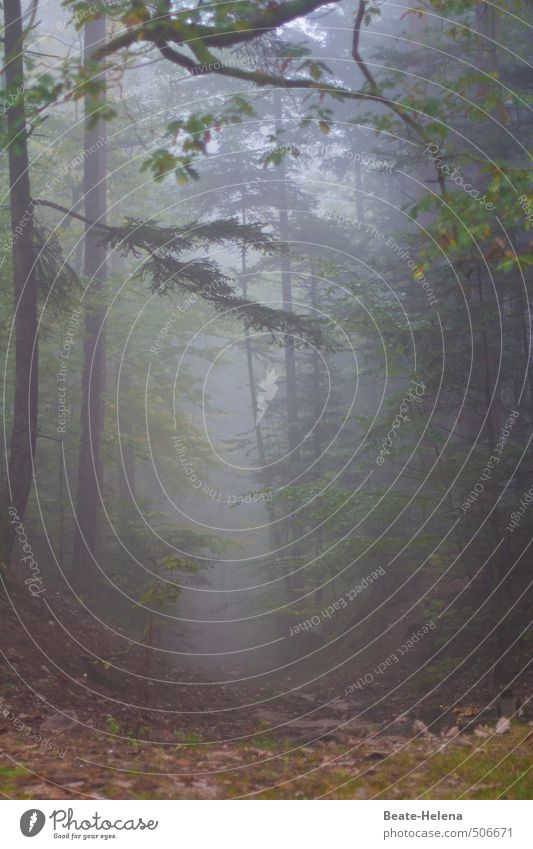 Allein im Zauberwald Freizeit & Hobby Abenteuer wandern Natur Landschaft Wetter Nebel Baum Wald Urwald Denken träumen außergewöhnlich fantastisch Gesundheit