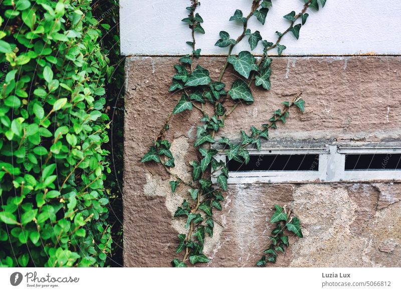Briefkastenschlitze am leerstehenden Haus, vom Efeu schon teilweise eingenommen alt verlassen verwaist Eroberung erobern wachsen Wachstum grün Mauer