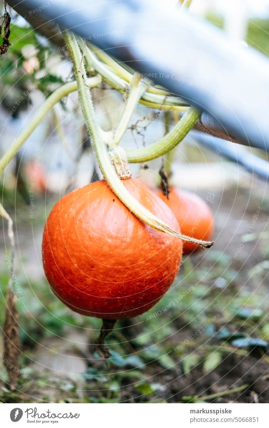 frisches Gartengemüse Kürbis Gemüse selbstversorgung selbstversorger hochbeet Lauchgemüse Lauchstange Zucchini Gemüsekiste bio Bioprodukte