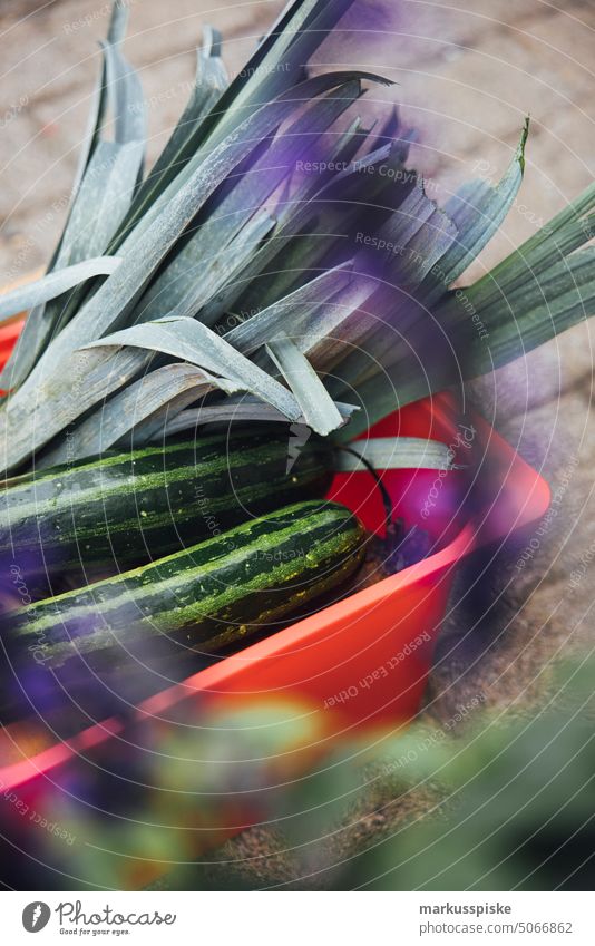 frisches Gartengemüse Lauch und Zucchini Gemüse selbstversorgung selbstversorger hochbeet Lauchgemüse Lauchstange Gemüsekiste bio Bioprodukte
