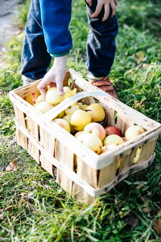 Urban Gardening Apfel Obst Biografie gmo frei Ackerbau biodynamisch Blütezeit züchten Zucht kontrollierte Landwirtschaft Bodenbearbeitung Lebensmittel Früchte