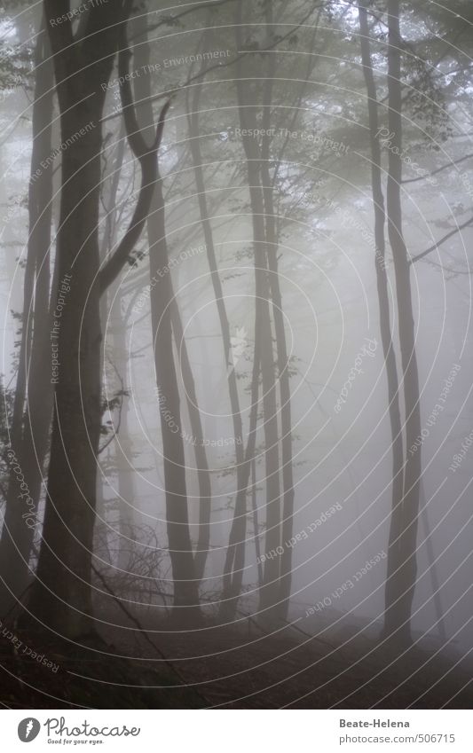 Geduld | Die lichten Momente setzen sich durch Wohlgefühl Ausflug wandern Fitness Sport-Training Natur Landschaft Wolken Herbst schlechtes Wetter Nebel Baum