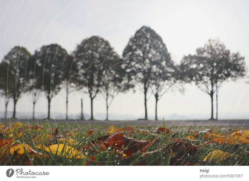 3100  Tautröpfchen auf einer Wiese mit Herbstlaub, im Hintergrund Bäume einer Allee im Nebel Tropfen Tautropfen Gras Laub Blätter Baum Nebelmorgen Morgen