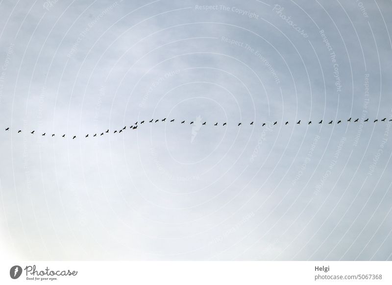 Viele Kraniche fliegen in einer Reihe vor bewölktem Himmel Vogel Zugvogel Vogelzug Kette Formation Wolken Herbst Vogel der Glücks Natur Freiheit Vogelschwarm
