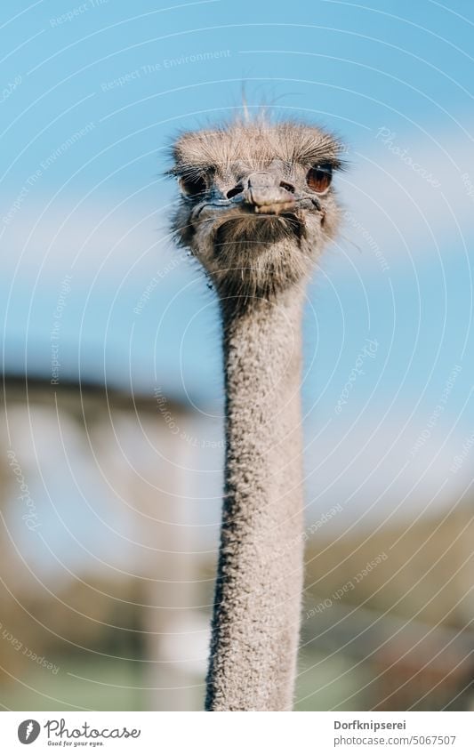 Kopf und langer Hals eines Vogelstrauß Straußvogels frontale Ansicht Struthio camelus Nahaufnahme Tierportrait Blick Frontal langer hals federn Geflügel