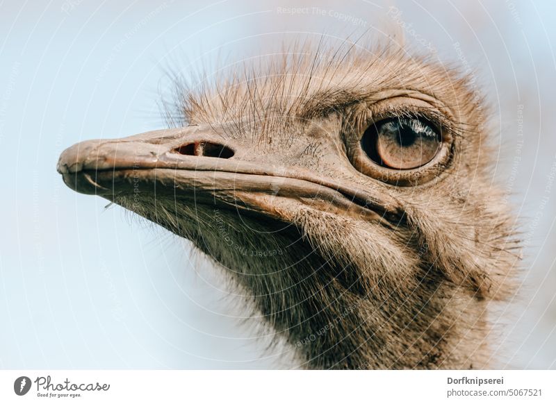 Nahaufnahme Kopf eines Vogelstrauß Straußvogels Struthio camelus Tierportrait Blick Augen