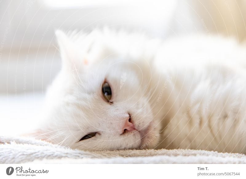 liegende weiße Katze mit offenen Augen Kater Haustier Tier Fell Hauskatze niedlich kuschlig Tierporträt Blick Farbfoto Katzenkopf Tiergesicht Schnurrhaar