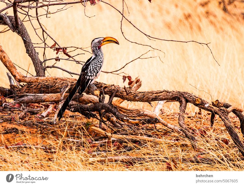 schnabeltier Hornbill gelbschnabeltoko beeindruckend Nashornvögel Schnabel Vogel etosha national park Etosha Etoscha-Pfanne Wildtier fantastisch außergewöhnlich
