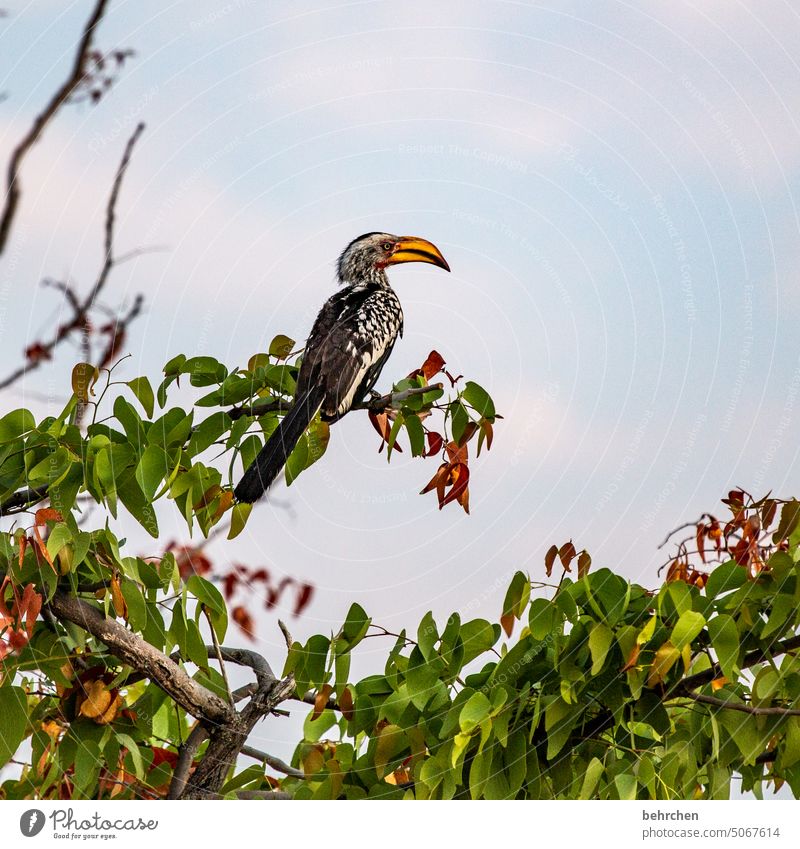 wachposten Hornbill gelbschnabeltoko beeindruckend Nashornvögel Schnabel Vogel Wildtier fantastisch außergewöhnlich Tierporträt frei wild Wildnis Namibia Safari