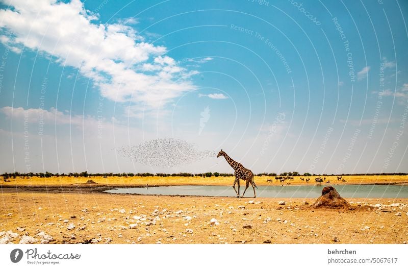 denkende giraffe etosha national park Etosha Etoscha-Pfanne Vogelschwarm Wolken frei Vögel Tierporträt außergewöhnlich fantastisch Wildtier wild Wildnis