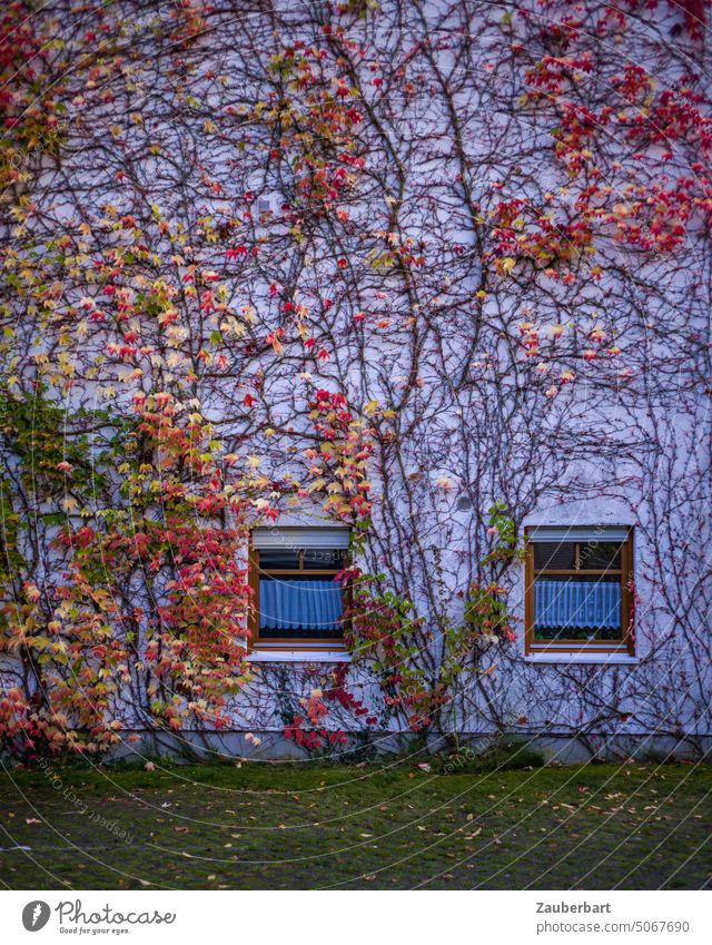 Hausfassade mit zwei Fenstern ist bewachsen mit einem Gewirr von Ästen und Zweigen des Efeus, in bunter Herbstfärbung Fassade Blätter herbstlich verzweigt
