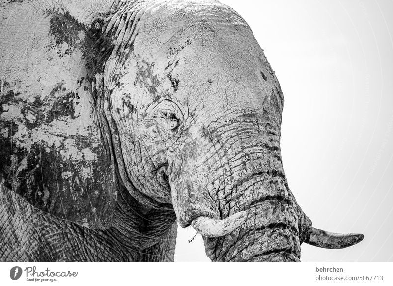 kolossal Gefahr riskant gefährlich Elefant etosha national park Etosha Etoscha-Pfanne fantastisch außergewöhnlich frei wild Wildnis Tier Namibia Safari Afrika