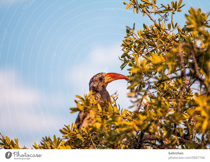 monteiro-toko Hornbill beeindruckend Nashornvögel Schnabel Vogel Wildtier fantastisch außergewöhnlich Tierporträt frei wild Wildnis Namibia Afrika Ferne Fernweh
