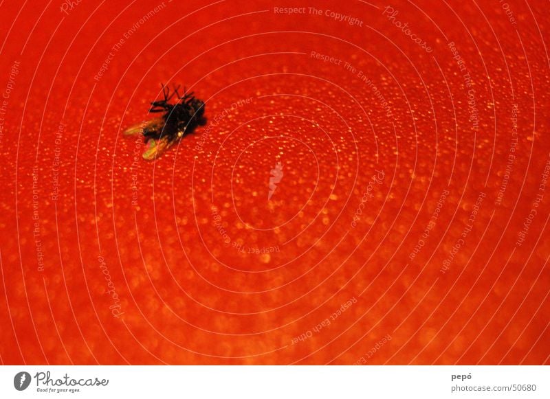 i´m fearful of FLYing rot schwarz auf dem Rücken Insekt Fliege Tod