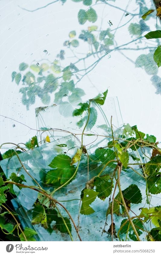 Überwucherte Glasscheiben glas schutt rankenpflanze wein natur glasscheibe antik flohmarkt geschirr krempel sammelsurium transparent durchsichtig