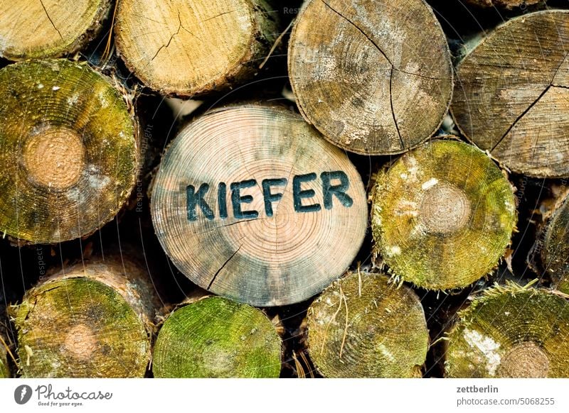 Holz, Kiefer herbst natur holz stamm forst forstwirtschaft holzfäller festmeter ernte brennstoff nachwachsende rohstoffe grunewald stamm baum baumstamm schrift
