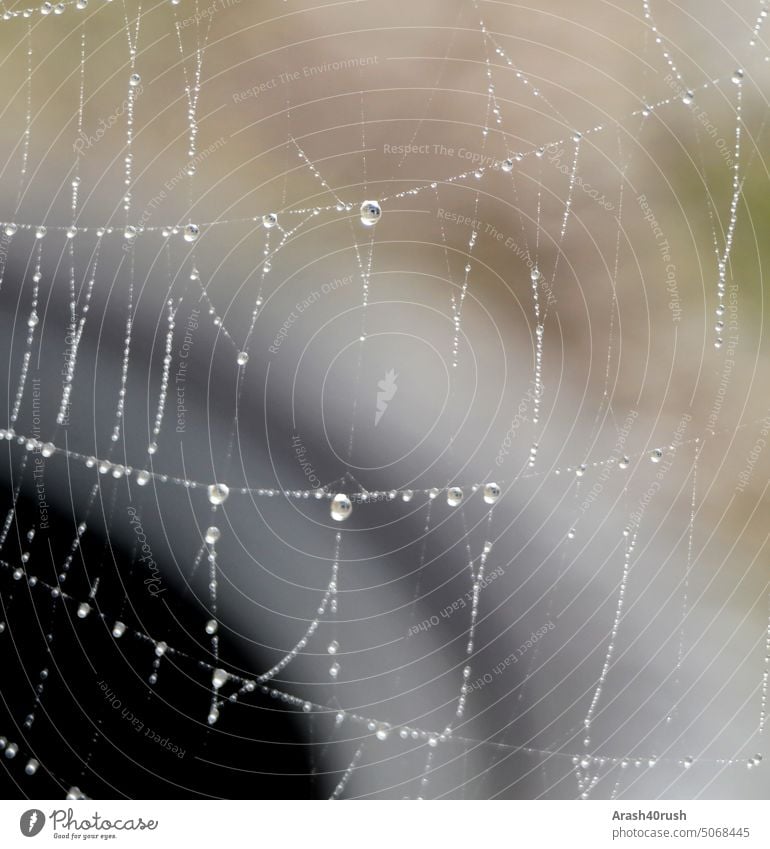 Tautropfen im Spinnennetz am Morgen tautropfen Morgens Tropfen Spinnenwebe Regentropfen Wasser Spiegelung rein Harmonie Detailaufnahme nass Natur