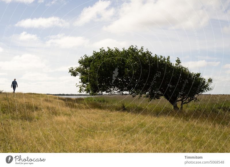 Das Gefühl beobachtet zu werden Frau Spaziergang Baum Windflüchter beobachten unheimlich Zuneigung Wiese Gräser Insel Fjord Wasser Dänemark Himmel Wolken