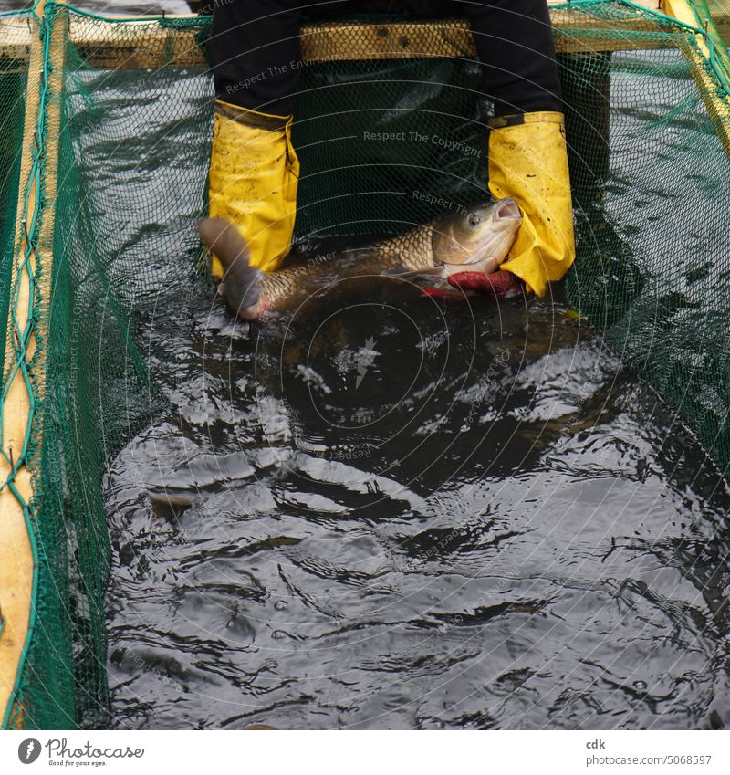 Es ist Karpfenzeit in Franken. | ein großer Karpfen wird beim Abfischen präsentiert. Fischerei Tradition Handwerk Karpfenteiche Wasser ablassen Tier Teich Natur