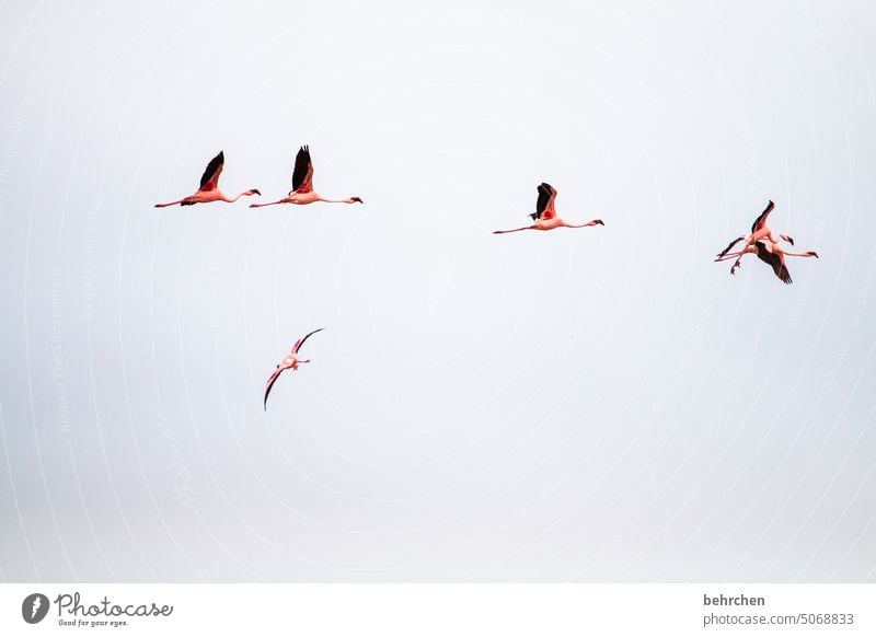 flugverkehr frei fliegen Flamingo Vögel Wildtier Namibia Afrika Ferne Fernweh reisen Freiheit Natur Ferien & Urlaub & Reisen Farbfoto Himmel Walvisbay