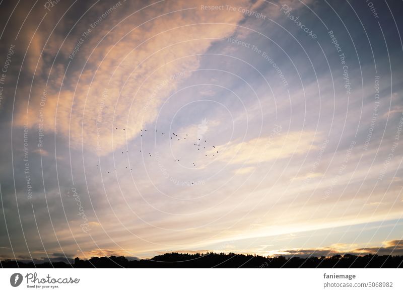 Abendstimmung sich[Akk] beugen Vögel Flug wolken Wölkchen dämmerung Himmel streifen wolkig bewölkt textfreiraum diagonal hellblau Wipfel baumreihe