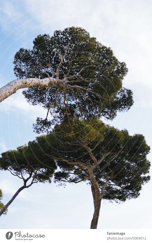 Pinien aus der Froschperspektive Kiefer Nadelbaum froschperspektive Himmel Provence Mittelmeer südfrankreich Vegetation Pflanzen Natur Tourismus Bäume Grün