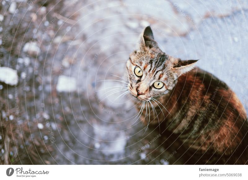was guckst du Katze schauen gucken Kater aufmerksam ohren angelegte Ohren augen Grün Straße haustier Tierporträt