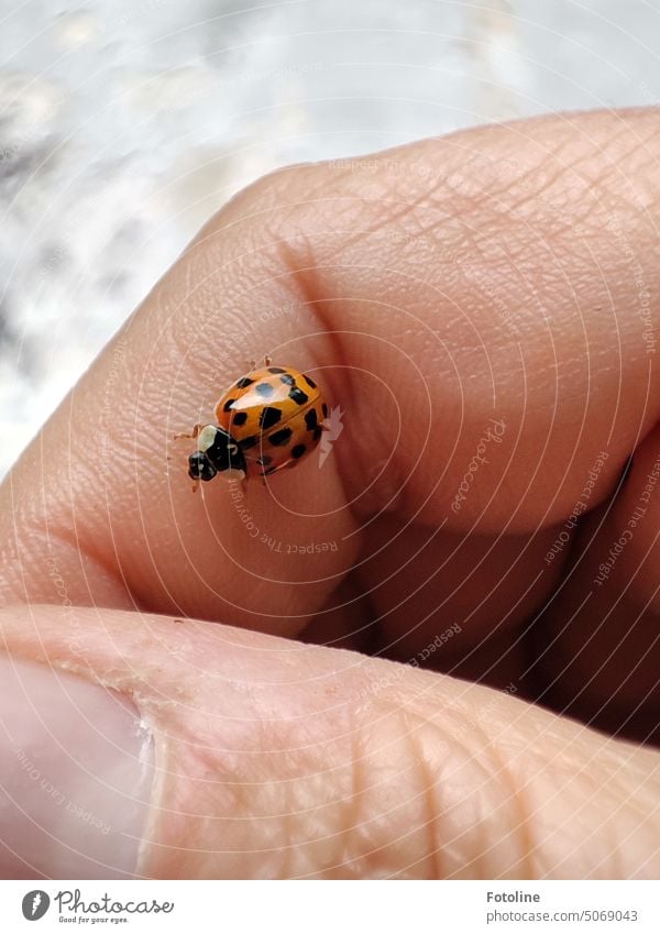 Als ich gerade andere Marienkäfer fotografierte, wurde ich gleich von 3 Käfern angeflogen. Einer landete in meinen Haaren, einer auf meinem Arm und dieser hier direkt auf meinem Finger. Soviel Glück auf einmal :-)