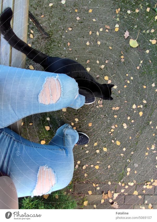 Ich saß im Herbst auf einer Bank und schaute dem fallenden Herbstlaub zu, als dieser kleine schwarze Kater namens Fussel sich an mein Bein schmiegte. Katze