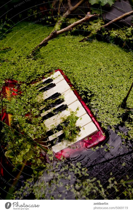 Akkordeon Im Wasser ertrunken garten klaviatur klavier kleingarten musik müll taste teich tstatur tümpel untergang wasser tastatur akkordoeon schifferklavier