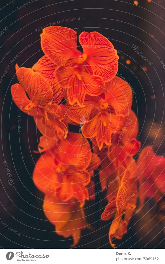 Orchidee vorm Regenfenster Blume schön nah Nahaufnahme exotisch Innenaufnahme Topfpflanze Farbfoto Blühend ästhetisch elegant Detailaufnahme Pflanze