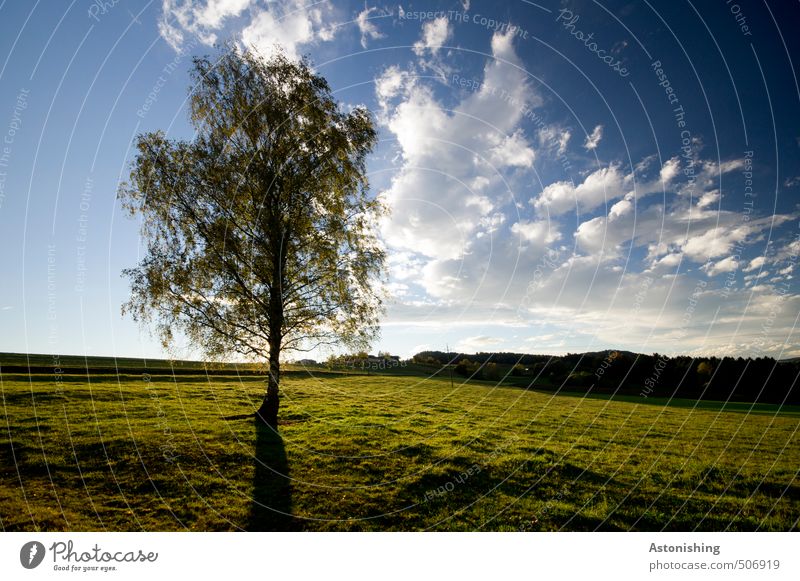 der einsame Baum Umwelt Natur Landschaft Pflanze Himmel Wolken Horizont Sommer Wetter Schönes Wetter Wärme Gras Blatt Wiese Wald Hügel Mühlviertel Österreich