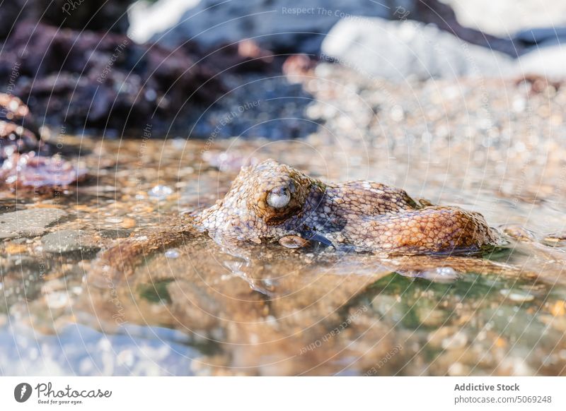 Oktopus schwimmt in klarem Wasser Octopus Schwimmer schwimmen Tierwelt Fauna seicht unter Wasser MEER Lebensraum Bargeld Kreatur durchsichtig Natur aqua marin