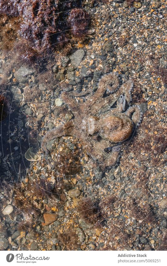 Oktopus schwimmt in klarem Wasser Octopus Schwimmer schwimmen Tierwelt Fauna seicht unter Wasser MEER Lebensraum Bargeld Kreatur durchsichtig Natur aqua marin