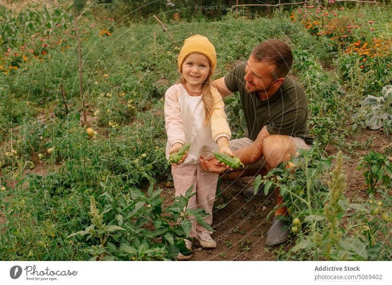 Vater und Tochter ernten Paprika Ernte Gemüse Zusammensein zeigen Bauernhof reif Lächeln Mann Mädchen Landschaft Ackerbau Glück Saison Papa kultivieren