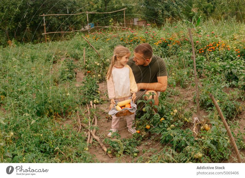 Vater und Tochter sammeln Gemüse Ernte Bauernhof Mais Tomate reif Korb Ackerbau Mann Mädchen Zusammensein reden Saison ländlich Agronomie Landschaft