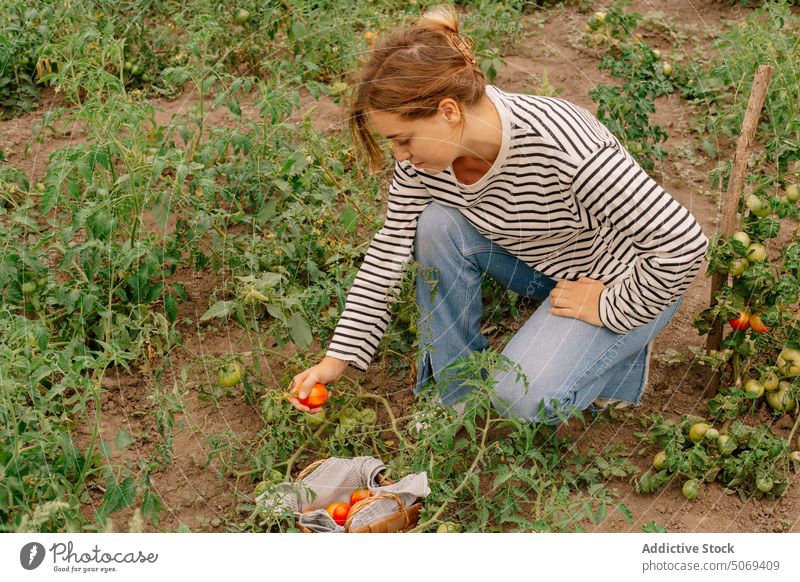 Bäuerin pflückt reife Tomaten Frau Landwirt Ernte Pflanze Bauernhof Ackerbau Sommer organisch jung Landschaft pflücken ländlich Schonung Saison kultivieren