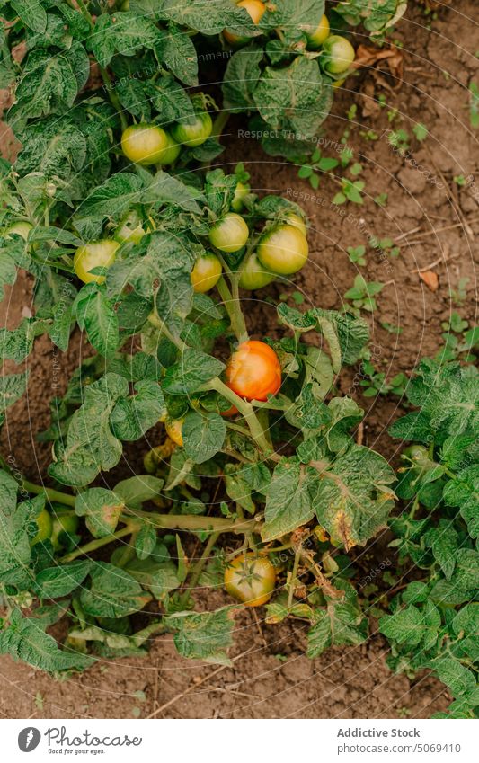 Tomatenpflanze auf trockenem Boden Pflanze unreif trocknen Bauernhof Ackerbau Wachstum Gemüse organisch kultivieren Landschaft Saison Agronomie Sommer Flora