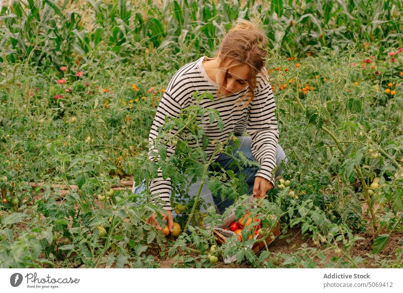 Bäuerin pflückt reife Tomaten Frau Landwirt Ernte Pflanze Bauernhof Ackerbau Sommer organisch jung Landschaft pflücken ländlich Schonung Saison kultivieren