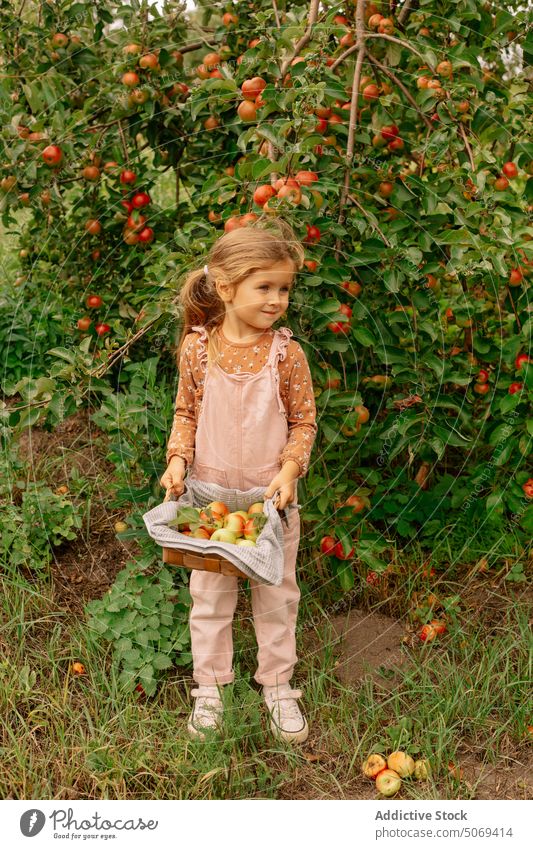 Fröhliches kleines Vorschulmädchen mit Korb voller Äpfel im Garten Mädchen heiter Apfel frisch niedlich Sommer Kind Frucht Natur bezaubernd Ernte wenig grün