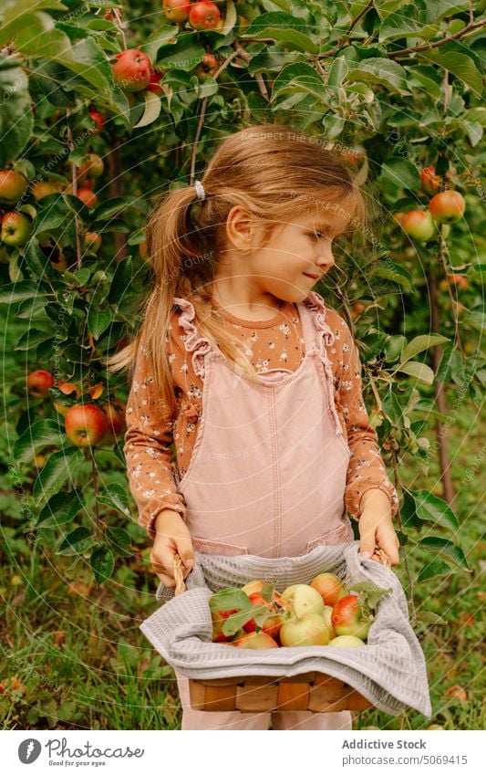 Kleines Vorschulmädchen mit Korb voller Äpfel im Garten Mädchen Apfel frisch klein niedlich Sommer Kind Frucht Natur bezaubernd Ernte wenig grün reif organisch