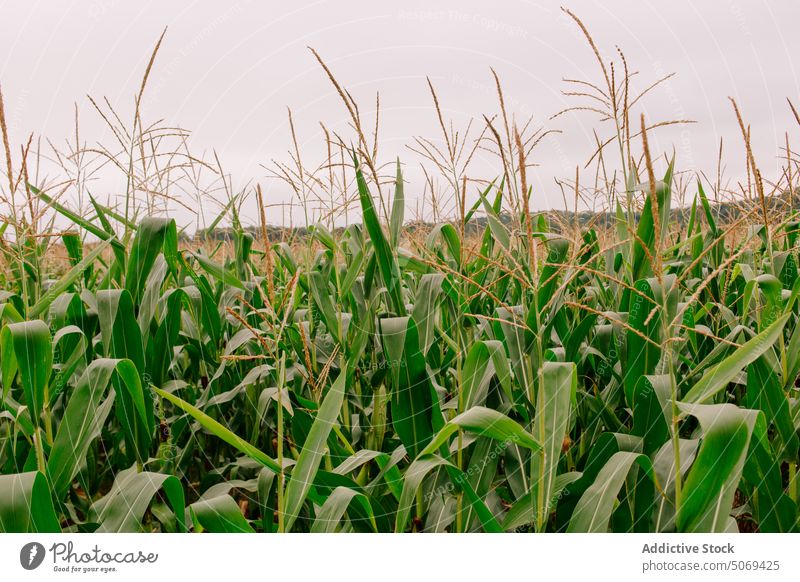 Endlose grüne Maisfelder in einem ländlichen Tal Feld Blatt malerisch Wiese Landschaft Sommer pflanzlich Umwelt Natur Pflanze Ackerbau frisch organisch ruhig